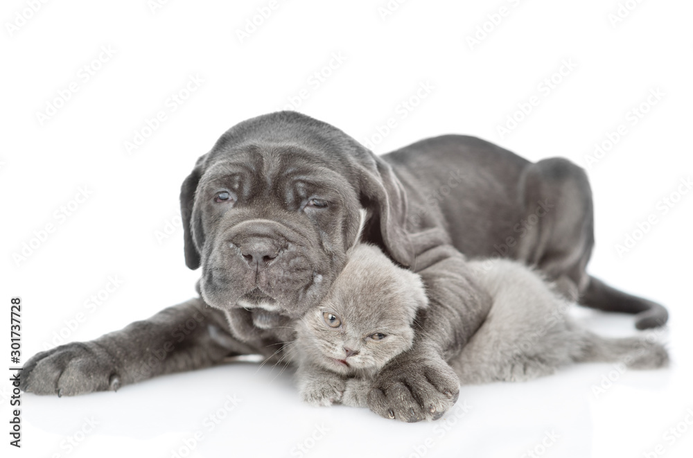 Obraz premium Black mastiff puppy hugs funny gray kitten. isolated on white background