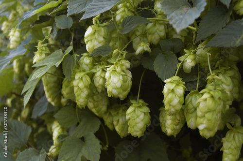 Detail of hop cones in the hop field. Close-up