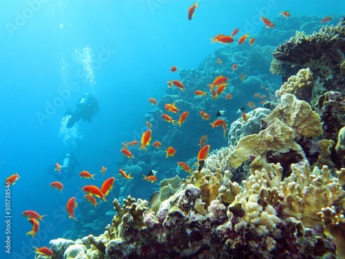 coral reef with divers and exotic fishes anthias at the bottom of tropical sea on blue water background