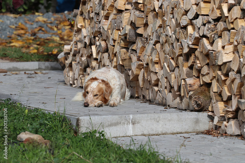 Dog and chipped wood for winter