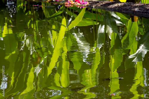 Fish in pond, Tha Ton, Thailand photo