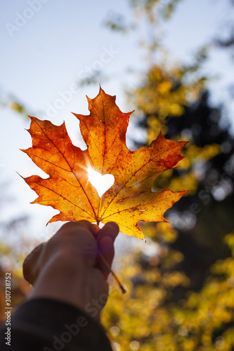 Sonne scheint durch Ahornblatt mit Herz Hart Autumn Herbstlich golden