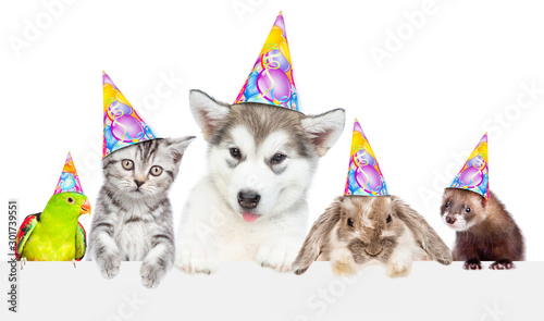 Large group of pets in birthday hats over empty white banner. isolated on white background. Empty space for text © Ermolaev Alexandr