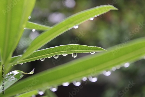 drops on leaf
