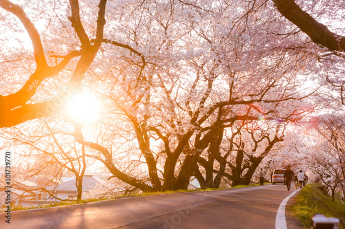 Naklejka 木曽川堤防の桜 Cherry blossom