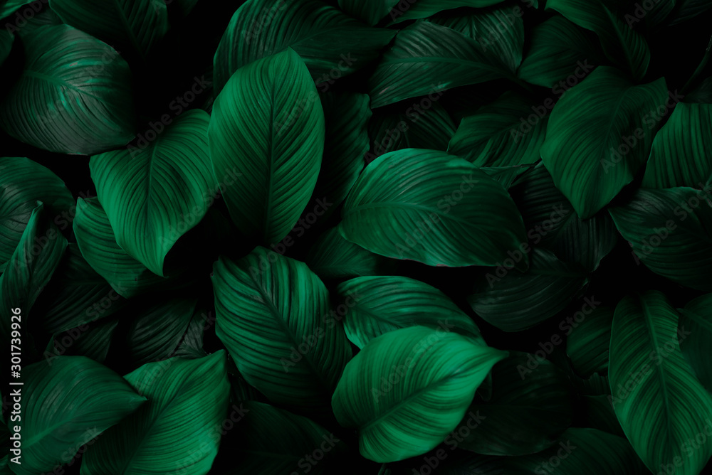 Fototapeta Tropikalne liście o głębokiej zieleni