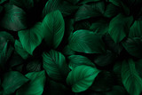  leaves of Spathiphyllum cannifolium, abstract green texture, nature background, tropical leaf 