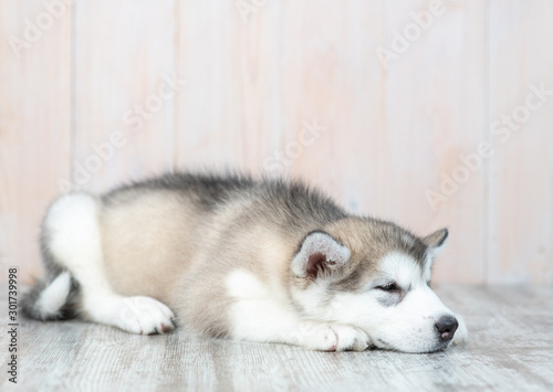 Fototapeta Naklejka Na Ścianę i Meble -  Sad alaskan malamute puppy lying on the floor at home