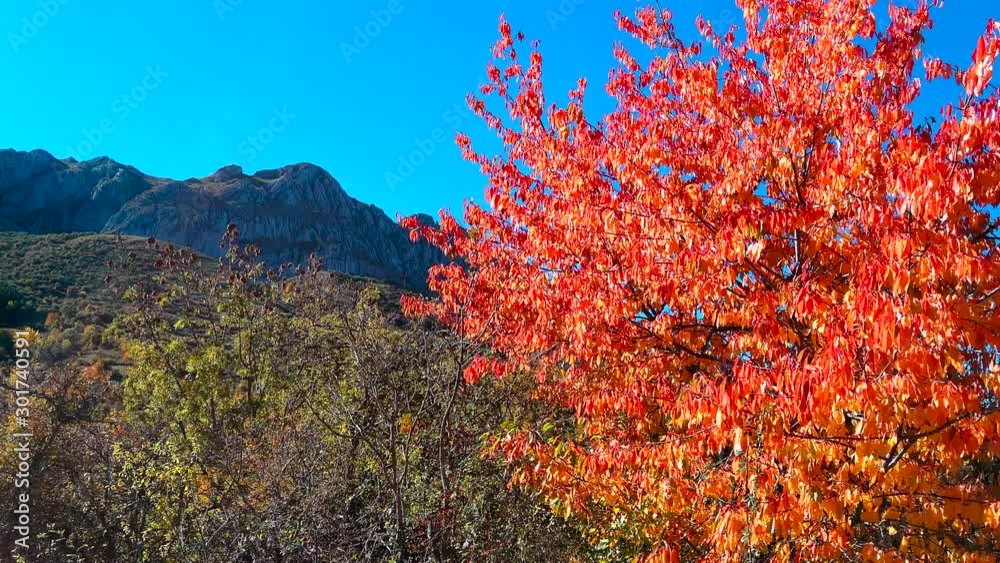  Detalle de arbolado con colorido otoñal en zona de montaña