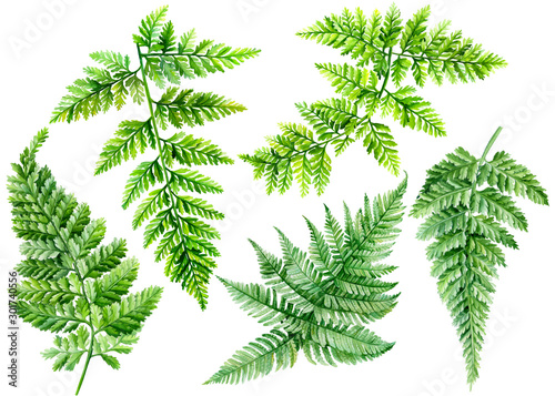 set of watercolor fern on an isolated white background, botanical illustration, green leaves.