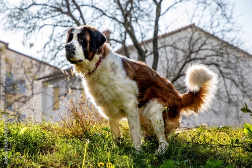 saint Bernard dog is pooping in field