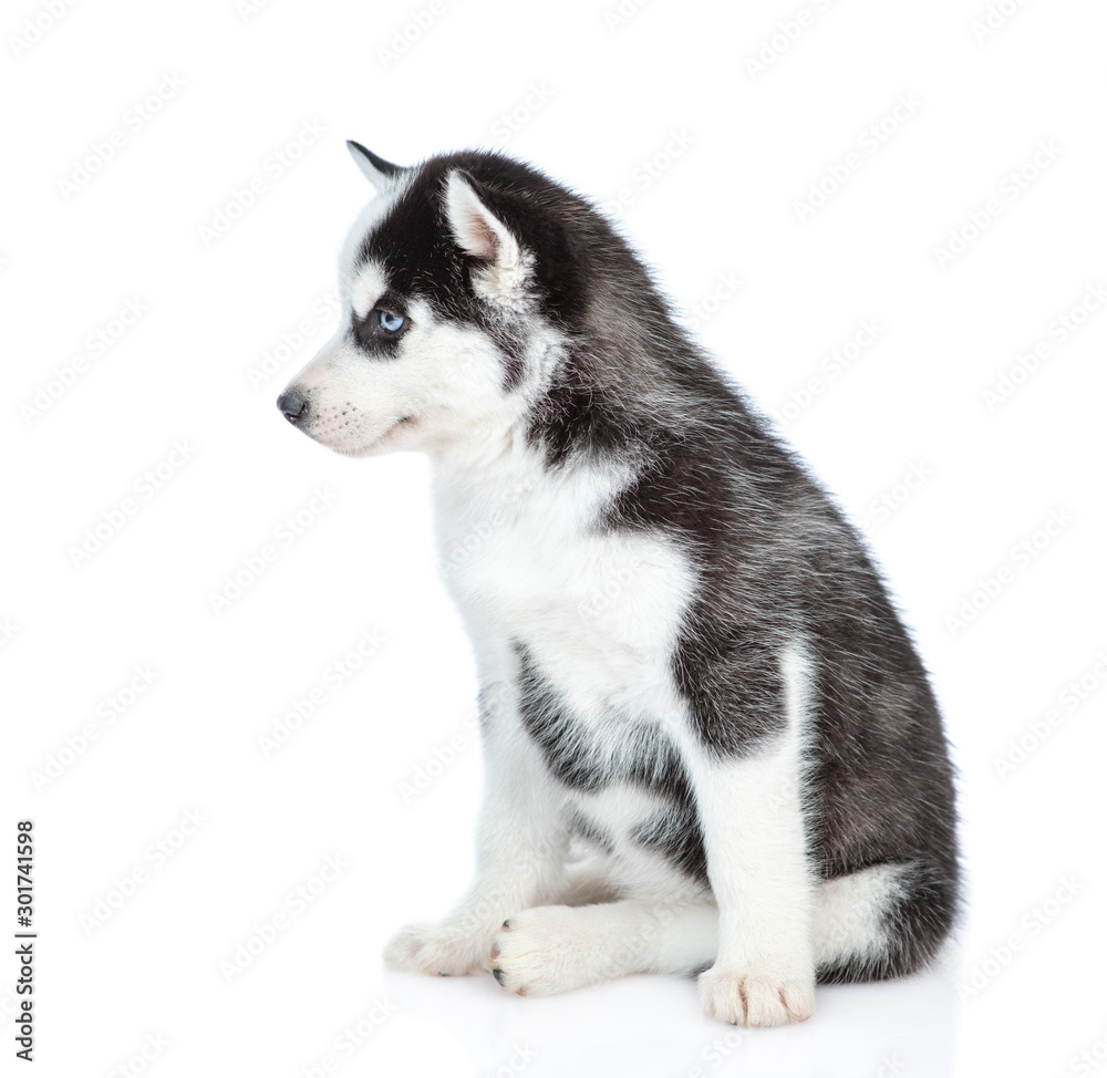 Siberian Husky puppy sits in profile and looks away. isolated on white background