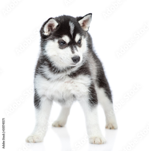 Siberian Husky puppy stands in front view and looking at camera. isolated on white background