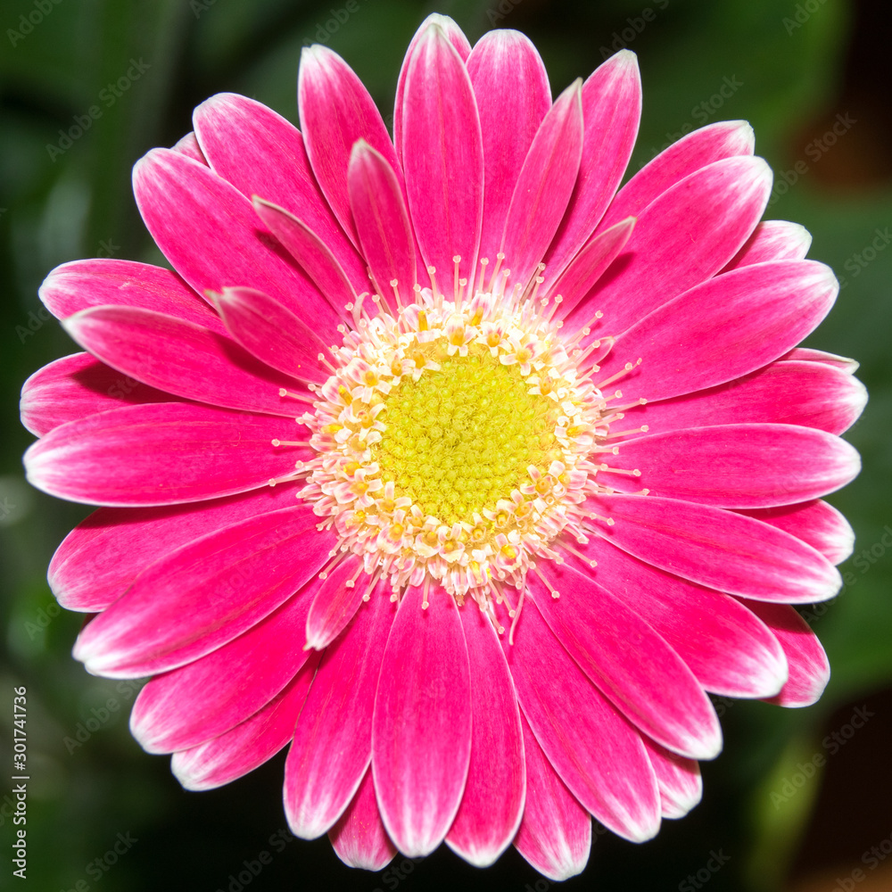 Closeup of a beautiful pink gerbera mini daisy flower Closeup of a beautiful pink gerbera mini daisy flower