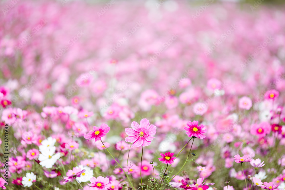 ピンク色のコスモスが咲き乱れる花畑