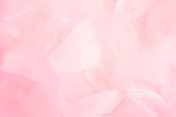 Soft pink feathers texture background. Swan Feather