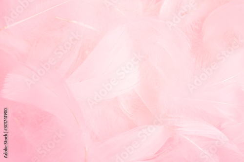 Fototapeta Soft pink feathers texture background. Swan Feather