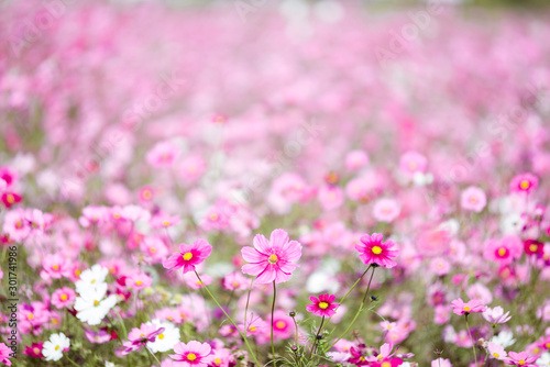 ピンク色のコスモスが咲き乱れる花畑 © jyugem