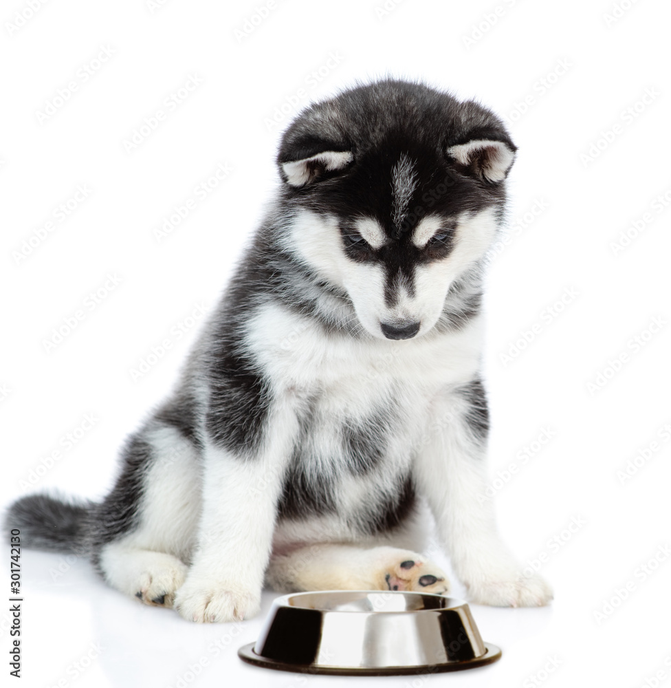 Siberian Husky puppy looks at empty bowl. isolated on white background