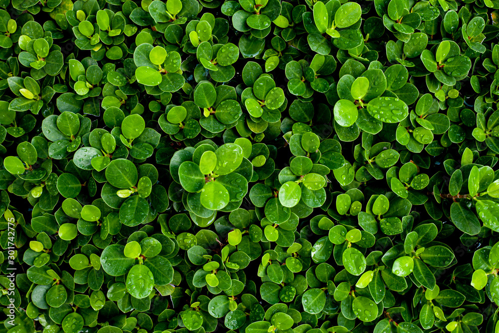 abstract green leaf texture, nature background, tropical leaf abstract green leaf texture, nature background, tropical leaf