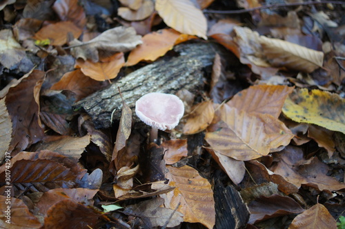 rosa Pilz im Wald, gelbgefleckter täubling