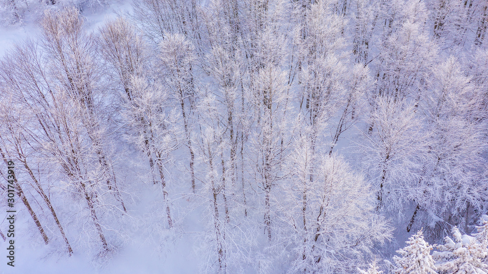 Aerial view of the forest at winter. Aerial view of the forest at winter.