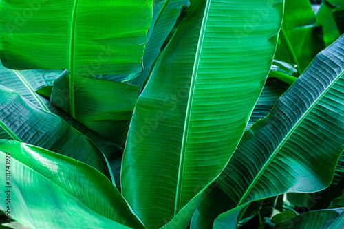 tropical banana leaf texture in garden, abstract green leaf, large palm foliage nature dark green background