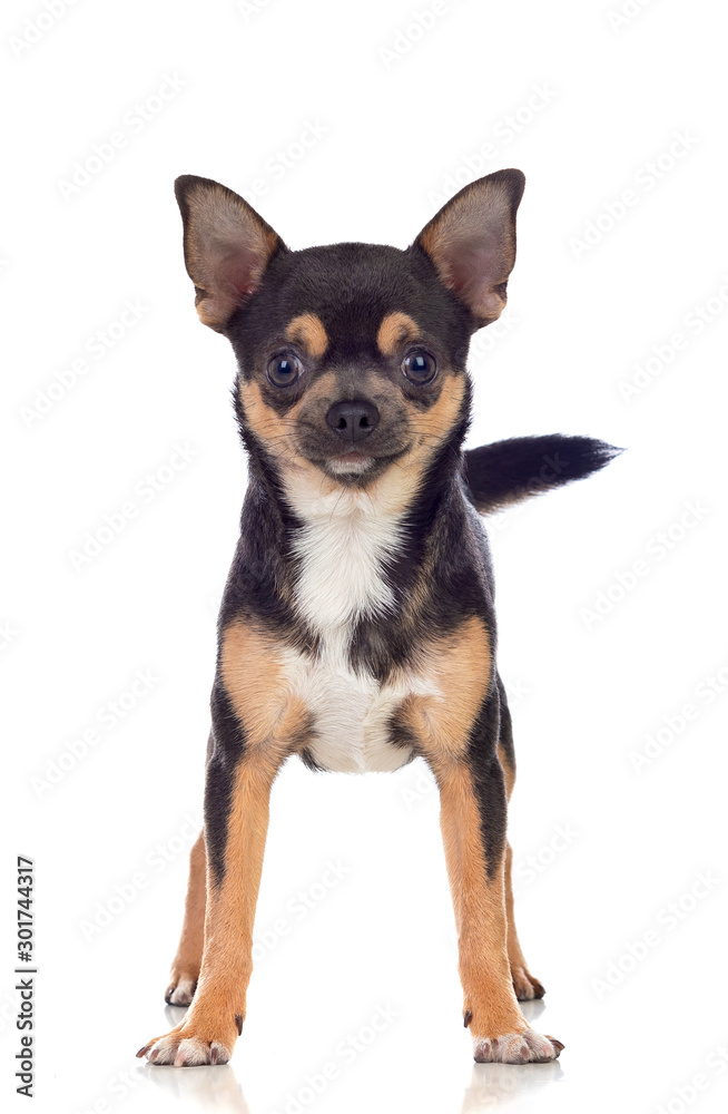 Funny black Chihuahua with big ears
