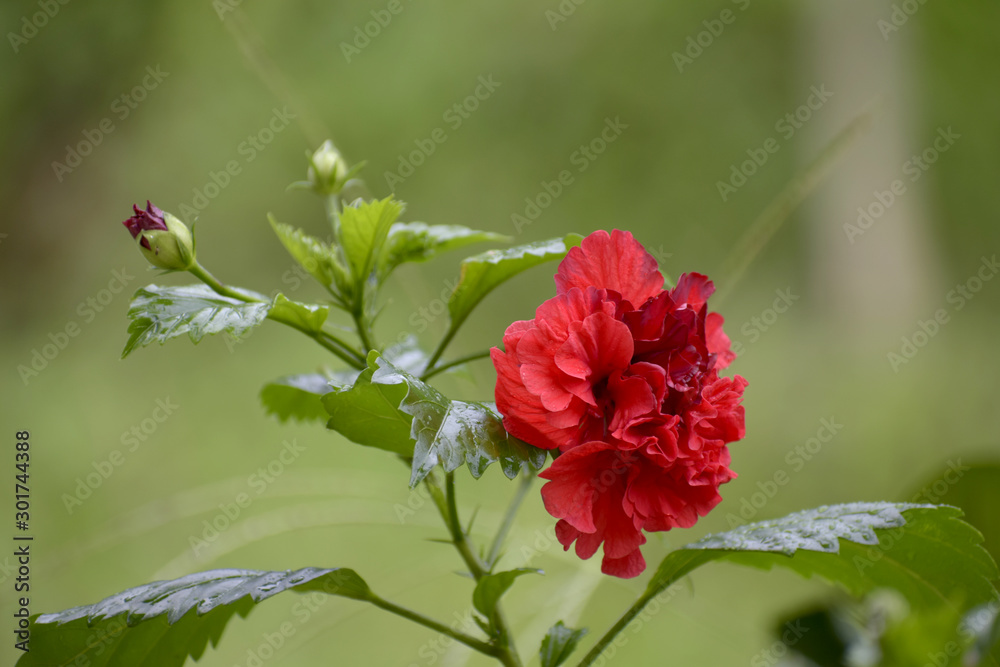 Natural red hibiscus flowers that have a bokeh ball from natural light.
Natural red hibiscus flowers that have a bokeh ball from natural light.