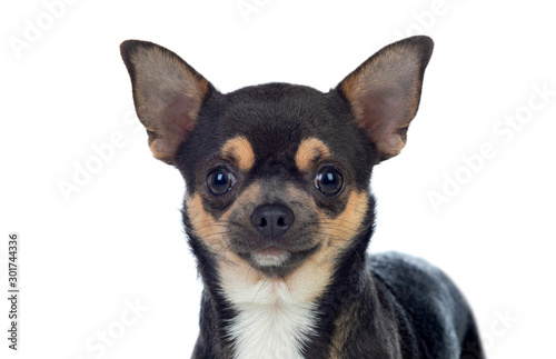Funny black Chihuahua with big ears © Gelpi
