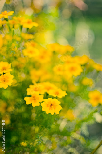 Autumn chrysanthemum flowers grow