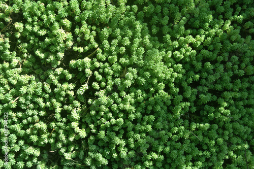 Closeup nature view of dark green leaves, natural dark green plants using as a background or wallpaper. Green fresh moss