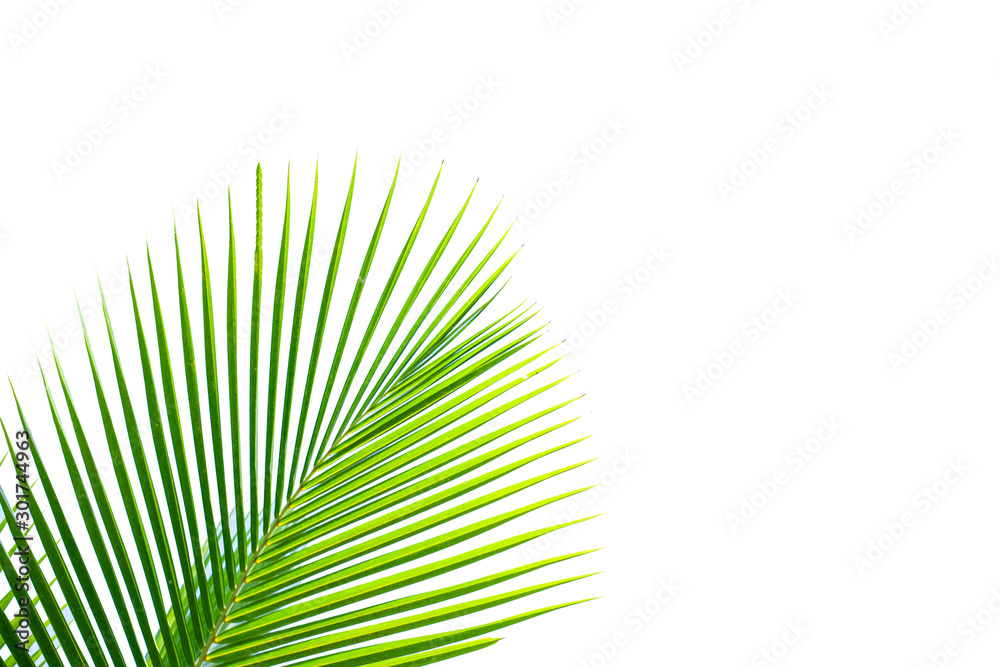 Fototapeta premium tropical palm leaf background, coconut palm trees perspective view