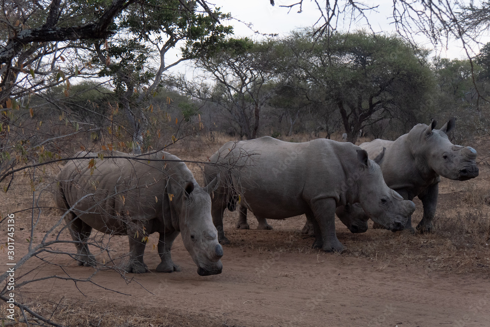 Fototapeta premium Rhinoceros blanc