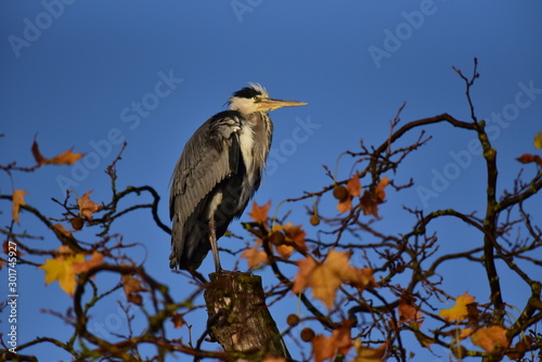 Gray heron  Hyde Park