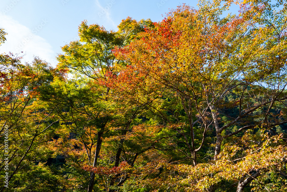 秋　紅葉　モミジ