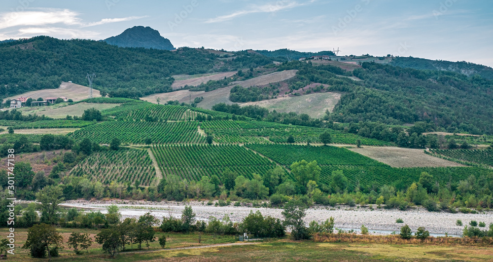 vineyards along the banks of the Trebbia river, Piacenza province, Emilia-Romagna, italy.