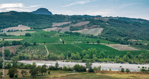 vineyards along the banks of the Trebbia river, Piacenza province, Emilia-Romagna, italy.