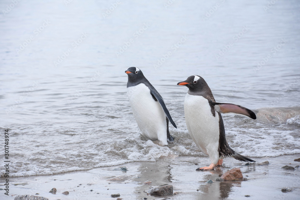 Naklejka premium manchots papou