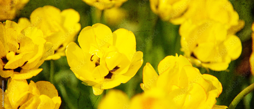 Field of yellow blooming tulips - imitation of a photograph printed on an old canvas hung on a wall with cracks Field of yellow blooming tulips - imitation of a photograph printed on an old canvas hung on a wall with cracks