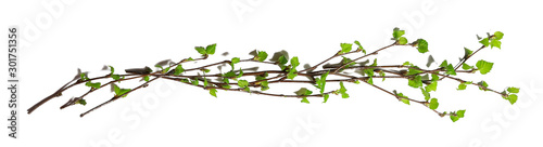 Photographie white background branches small leaves spring / isolated on white young branches