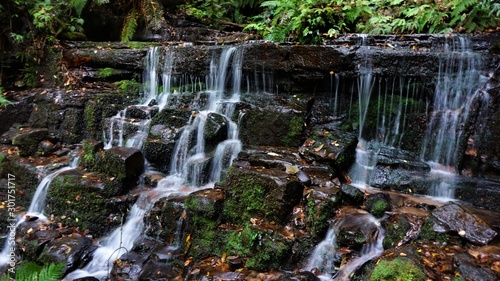 Blue Mountains Rainforest