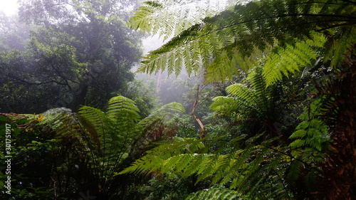 Misty Rainforest