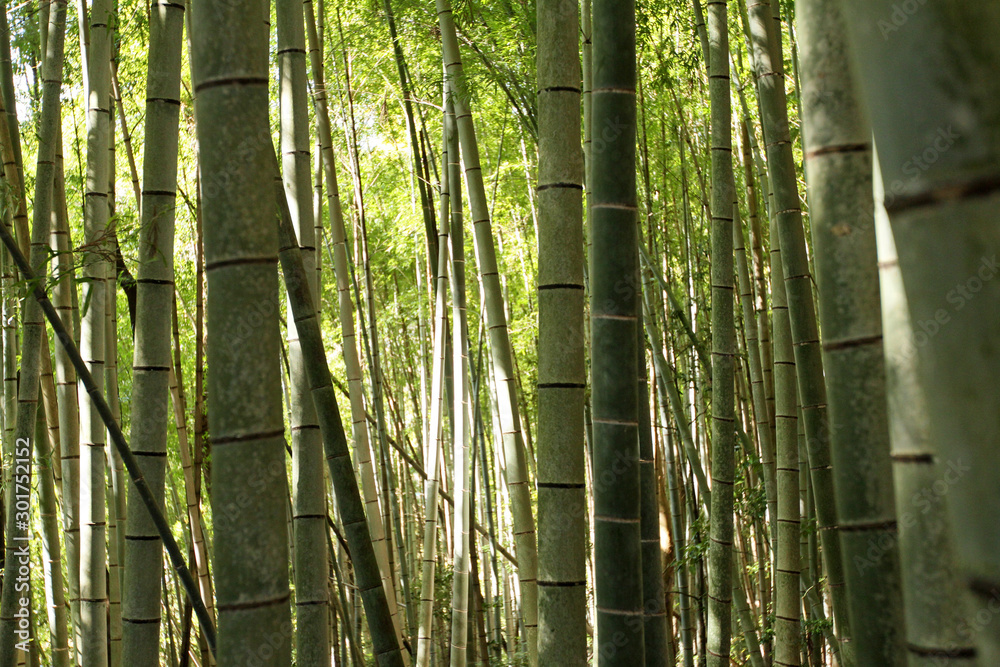 Bamboo forest surrounded by sunlight Bamboo forest surrounded by sunlight