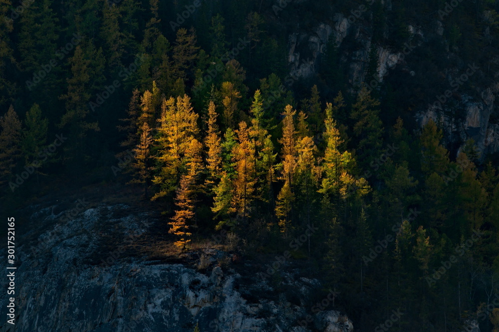 Russia. mountain Altai. Yellow larch along the Chui tract.