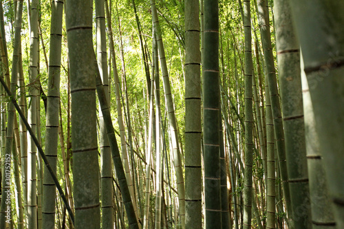 Bamboo forest surrounded by sunlight