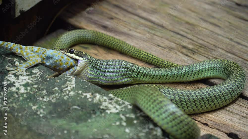 Golden Tree Snake eating gecko, Wild snake flighting with gecko on the floor. Animal wildlife background concept and free space for text. Golden Tree Snake eating gecko, Wild snake flighting with gecko on the floor. Animal wildlife background concept and free space for text.