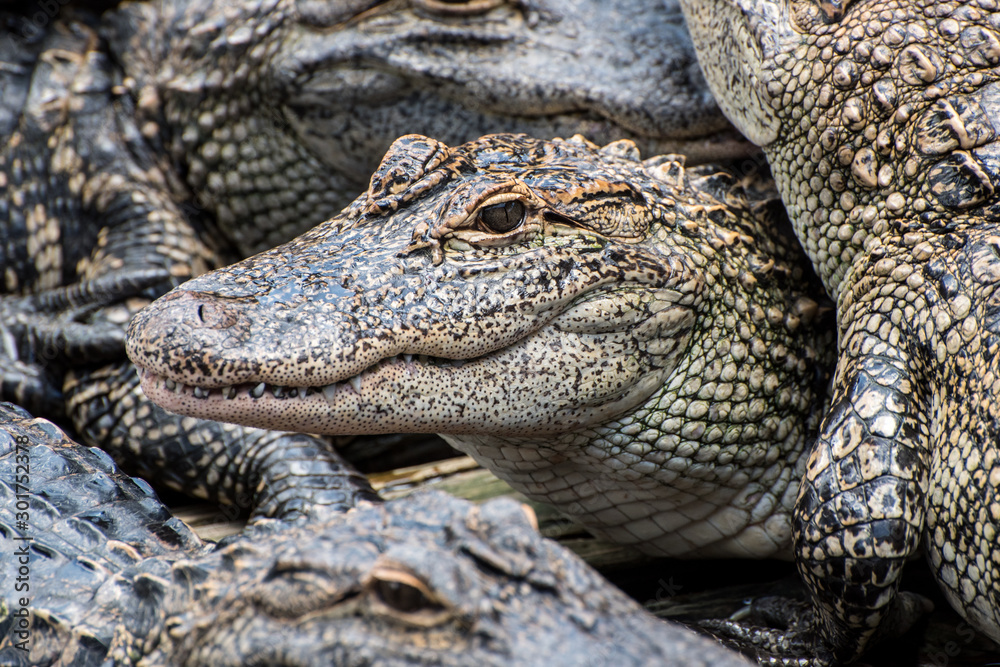 a pile of alligators a pile of alligators