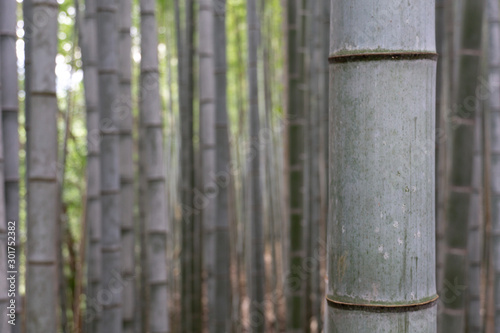 Arashiyama Bamboo Forest Kyoto, Japan