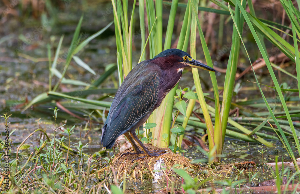 A green heron standing in a swamp. A green heron standing in a swamp.